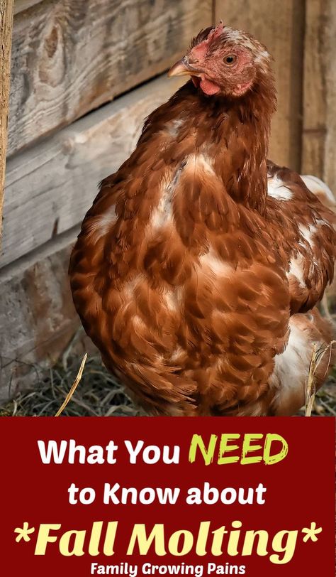 What To Feed Molting Chickens, Molting Chickens Hens, Chicken Sickness, Chicken Molting, What To Feed Chickens, Molting Chickens, Chickens 101, Happy Chickens, Best Egg Laying Chickens