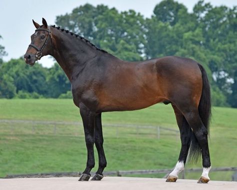 Dutch Warmblood Horse, Warmblood Stallion, Dutch Warmblood, Warmblood Horses, Horse Inspiration, Bay Horse, Horse Dressage, Most Beautiful Horses, Thoroughbred Horse