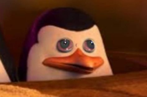 Holding Back Tears, Penguins Of Madagascar, Silly Cats Pictures, Funny Profile, Cartoon Memes, Me Too Meme, Funny Profile Pictures, Meme Template, Funny Reaction Pictures