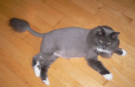 10 Cats Sporting Lion Haircuts Cat Lion Cut, Cat Haircut, Cat Magazine, Cat Grooming Tools, Cut Cat, Large Dog Crate, Cat Info, Long Haired Cats, Cat Crafts