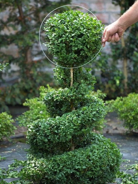 The gardening experts at HGTV.com show how to create an elegant topiary for your patio or terrace. Boxwood Landscaping, Garden Topiary, Topiary Diy, Boxwood Garden, Topiary Garden, Boxwood Topiary, Topiary Trees, Garden Shrubs, Garden Stuff