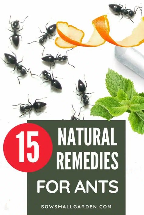 15 Natural Remedies for Ants: Effective Solutions for Pest Control • Sow Small Garden Natural Remedies For Ants, Natural Remedy, Pest Control, Small Garden, Ants, Natural Health, Natural Remedies, Chemicals, Health