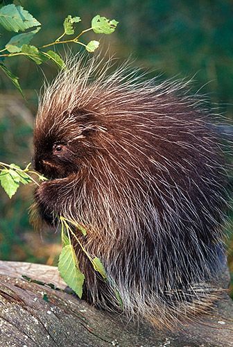 Feeding Porcupine, Montana Darrel Gulin Photography: North American Animals, North American Wildlife, Companion Animals, Montana Usa, Wild Kingdom, Interesting Animals, Photography Gallery, Hedgehogs, Woodland Creatures