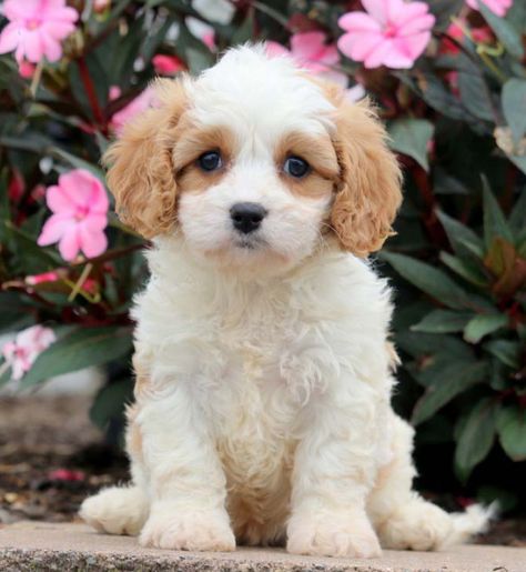 Cavachon Puppies For Sale With Doorstep Delivery In 1 Week Cavachon Dog, Spaniel Puppies For Sale, Cavachon Puppies, Bichon Frise Puppy, Akc Breeds, Cavalier Puppy, King Charles Cavalier Spaniel Puppy, Dogs Breeds, Most Popular Dog Breeds