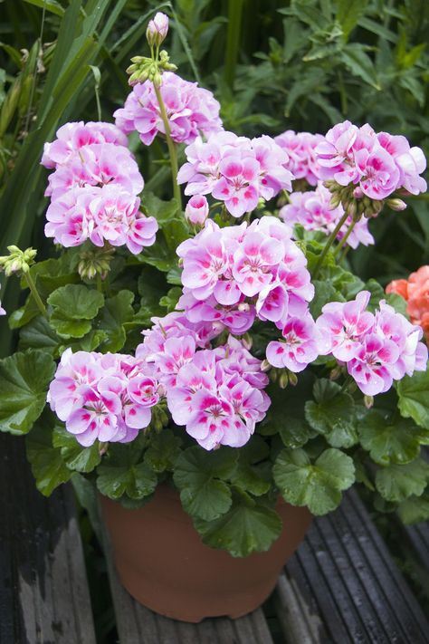 Propagating Geraniums, Overwintering Geraniums, Growing Geraniums, Geraniums Garden, Potted Geraniums, Wild Geranium, Geranium Plant, Scented Geranium, Pink Geranium