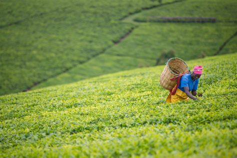 Kibenda Tea Estate| KENYA Kenyan Tea, Powerful Photos, Tea Estate, 11 November, Out Of Africa, Nairobi, North West, Kenya, Make It