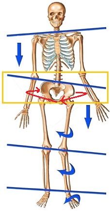 Do you have a twisted or rotated pelvis? Here is a comprehensive and complete list of stretching and strengthening exercises to help de-rotate your pelvis. Follow these simple exercises to help finally de-rotate your twisted pelvis right now. Lateral Pelvic Tilt, Uneven Hips, Knee Strengthening Exercises, How To Strengthen Knees, Trening Sztuk Walki, Pelvic Tilt, Posture Exercises, Muscle Imbalance, Spine Health