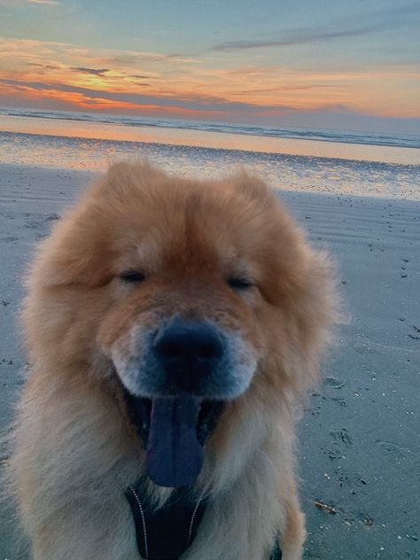 Chowchow Aesthetic, Aesthetic Chow Chow, Sunset Summer, Beach Aesthetic, Chow Chow, Summer Aesthetic, Golden Retriever, Puppies, Dogs