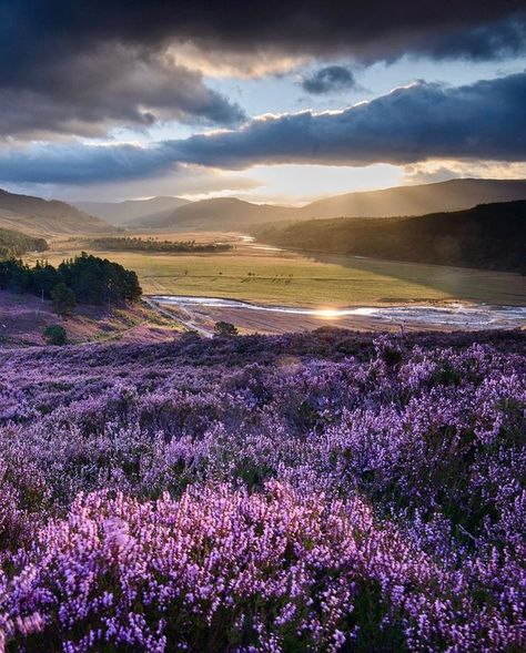 VisitScotland on Instagram: “Sending you a peaceful moment from #Scotland 💜🌄 The gorgeous purple hills at Mar Lodge Estate near Braemar, captured perfectly by…” Fields Of Flowers, National Animal, Visit Ireland, Scottish Landscape, England And Scotland, West Highlands, Nature Reserve, Pretty Places, Amazing Nature