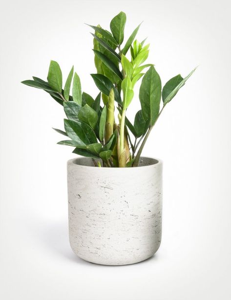 Plant Person, Ferns Care, Zamioculcas Zamiifolia, Peacock Plant, Gold Planter, Jewel Orchid, Zz Plant, Prayer Plant, Plant Ideas