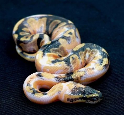 Paradox Ball Python, Snake Ball Python, Snakes Pet, Ball Python Pet, Dream Snake, Danger Noodles, Pretty Snakes, Ball Python Morphs, Ball Pythons