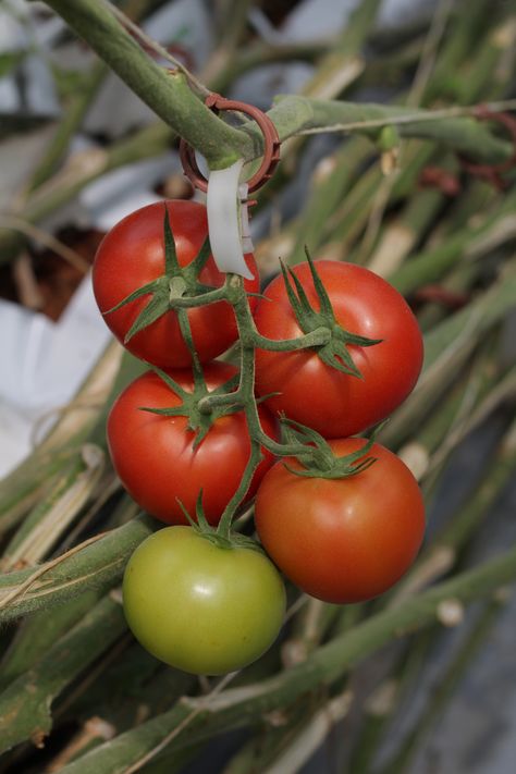 Red and Green Tomatoes on Branch Tattoo Reference, Green Tomatoes, Farm To Table, Painting Inspo, Garden Spaces, Art Portfolio, Fruits And Veggies, Cherry Tomatoes, Free Images