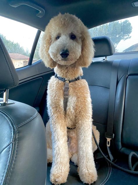 Goldendoodle Grooming Haircuts Teddy Bears, Goldendoodle Summer Haircut, Golden Doodle Summer Haircut, Golden Doodle Haircut Styles, Poodle Teddy Bear Cut, Teddy Bear Doodle, White Goldendoodle, Teddy Bear Poodle, English Goldendoodle