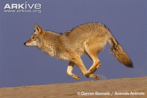 Coyote Coyote Reference Photo, Coyote Fursona, Coyote Running, Running Animals, Canine Reference, Coyote Animal, Running Drawing, Wolf Poses, Wolf Running