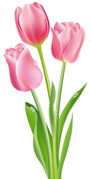 Tulip Clipart, Flower Clipart Png, Tulip Drawing, Tulip Colors, Tulip Painting, Tulips Art, Watercolor Tulips, Purple Tulips, Flower Border