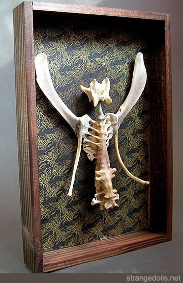 Dolls Creepy, Strange Dolls, Wooden Shadow Box, Taxidermy Art, Turkey Chicken, Bone Crafts, Bone Art, Gothic Dolls, Witchy Decor