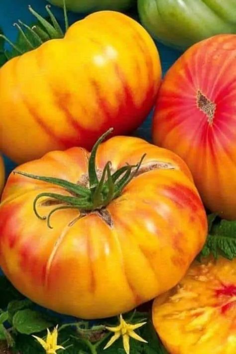 This Rainbow Tomatoes, Heirloom Tomatoes Varieties, Best Tasting Tomatoes, Growing Tomato Plants, Seed Raising, Heirloom Tomato Seeds, Varieties Of Tomatoes, Bonsai Seeds, Beefsteak Tomato