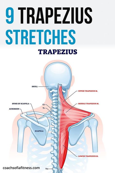 Trapezius Muscle Pain, Shoulder Pain Remedies, Scapula Exercises, Neck And Shoulder Stretches, Trapezius Stretch, Neck Pain Exercises, Neck And Shoulder Exercises, Shoulder Stretches, Upper Back Muscles