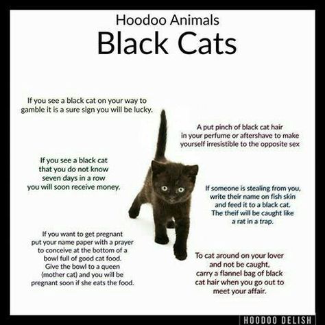 black cat Hoodoo Conjure Rootwork, Hoodoo Magic, Hoodoo Conjure, Hoodoo Spells, Cat Magic, Voodoo Hoodoo, Voodoo Spells, Wiccan Witch, Magick Spells