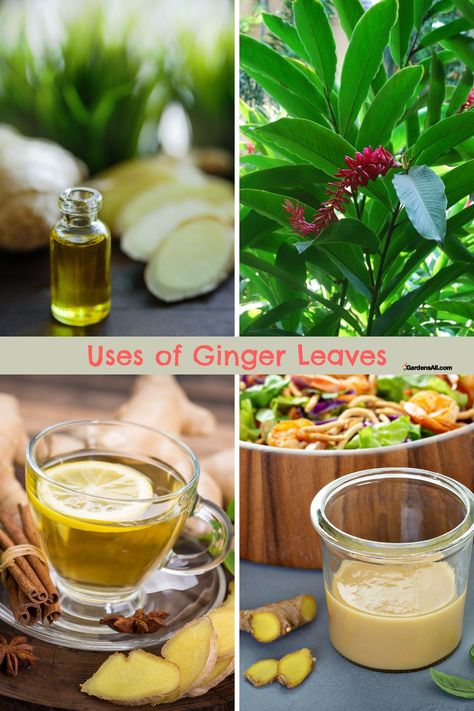 Benefits and Use of Ginger Leaves Good to Know and Grow Ginger Leaves Uses, Ginger Uses, Growing Healthy Hair, Pimples Remedies, Ginger Benefits, Physical Contact, Cold Remedies, Creative Gardening, Holistic Medicine