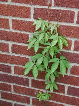 poison vines with 5 leaves |another way I find it on my house (I did not take these photos.)   ... Poison Vines, Poison Ivy Images, Poison Oak Rash, Poison Ivy Vine, Kill Poison Ivy, Identify Poison Ivy, Poison Plants, Poison Ivy Pictures, Poison Ivy Plants