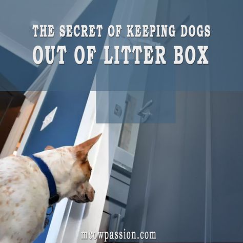 Cat Litter Box Ideas To Keep Dogs Out, Cat Litter Box Dog Proof, Diy Dog Proof Litter Box Ideas, How To Keep Dogs Out Of Cat Litter, Dog Proof Cat Litter Boxes, Keep Dog Out Of Cat Litter, Keeping Dog Out Of Cat Litter, Dog Proof Litter Box Ideas, Dog Proof Litter Box