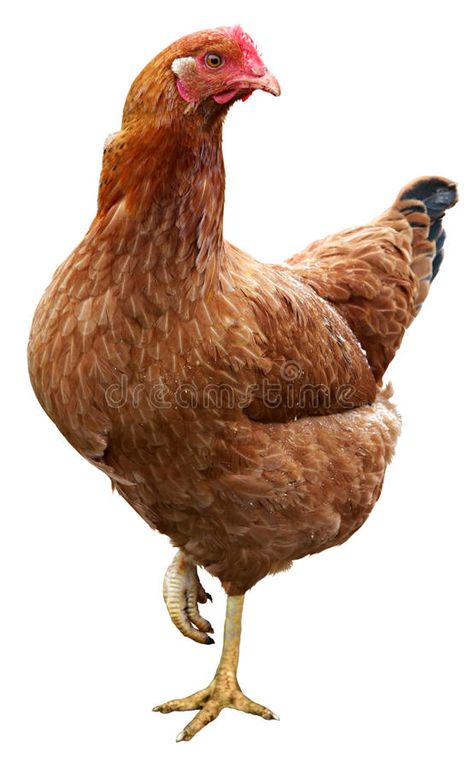 Photo about Brown hen isolated on a white background. Image of fowl, live, domestic - 45795621 Chicken Images Pictures, Chicken Reference Photo, Chicken Reference, Hen Images, Hen Photography, Hen Pictures, Pictures Of Chickens, Hen Wallpaper, Hen Or Rooster