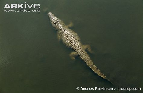 Crocodile Crocodile In Water, Nile Crocodile, View From Above, Crocodiles, Water Views, In Water, Water, Animals