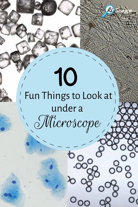 Things To Look At Under A Microscope, Microscope Slides Crafts, Microscope Activities Middle School, Microscope Activities For Kids, Microscope Experiments, Cell Microscope, Microscope Lab, Microscope Activity, Microscope For Kids