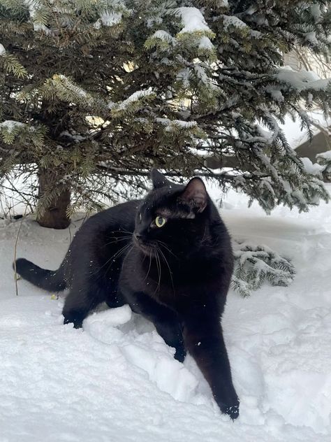 Black Winter Aesthetic, Black Cat In Snow, Jane Aesthetic, Cat In The Snow, Cat In Snow, Black Cat Christmas, Cat Winter, Black Cat Aesthetic, Snow Animals