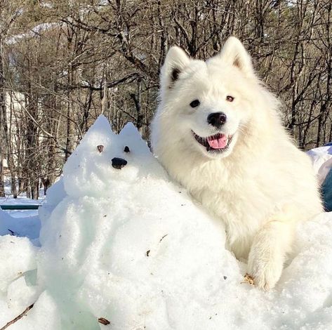 Samoyed Photoshoot, Samoyed Dogs Aesthetic, Snow Puppy, Perros Golden Retriever, Samoyed Puppy, Samoyed Dogs, Silly Dogs, Fluffy Dogs, White Dog