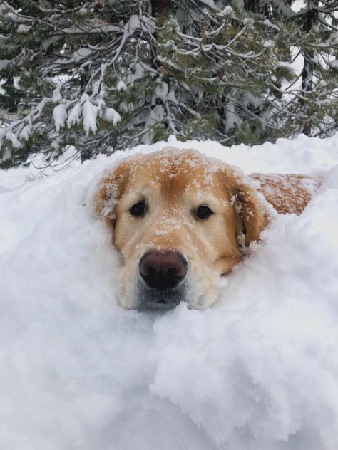 Golden Retriever Christmas Pictures, Dog In Snow, Christmas Golden Retriever, Christmas Puppies, Winter Christmas Scenes, Golden Retriever Christmas, Dog Christmas Card, Puppies And Kitties, Snow Dogs