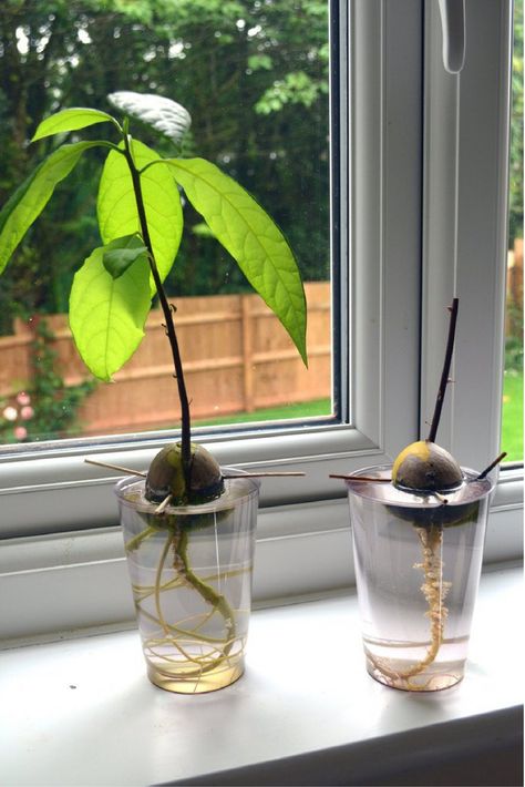 Growing an Avocado Sapling from seed. Avacado Seed, Avocado From Seed, Avocado Plant From Seed, Avocado Seed Growing, Obelisk Trellis, Fruit Diy, Design Garden Ideas, Avocado Plant, Grow Avocado