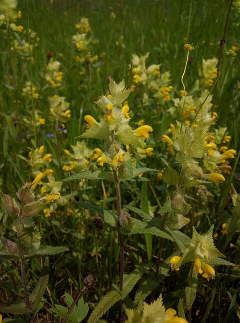 Yellow Rattle, European Heritage, Eastern European, Wild Life, Copic Markers, Austria, Balcony, Yellow, Drawings