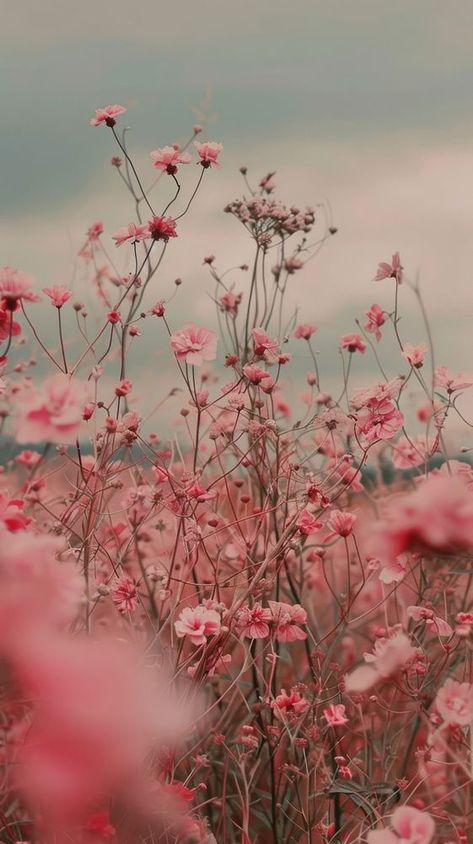 Pink meadow wallpaper asteraceae vegetation outdoors. | premium image by rawpixel.com / Bambamfefe Pink Flower Iphone Wallpaper, Cherry Iphone Wallpaper, Pink Fall Wallpaper, Clouds Iphone Wallpaper, Autumn Meadow, Iphone Wallpaper Pink, Meadow Wallpaper, Sugar Soap, Nature Iphone Wallpaper