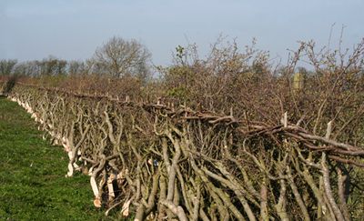 Hedge Laying, British Landscape, Farm Fence, School Survival, Hobby Farms, Tree Forest, Trees And Shrubs, Getting Started, Country Life