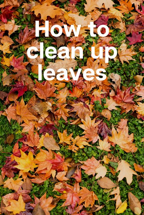 Have a lot of leaves? Don't want to spend a lot of time cleaning them up? In this piece, we explore different options for how to clean up leaves that give the best results in the shortest amount of time. Home Ownership, Clean Up, Pumpkin Patch, How To Make Money