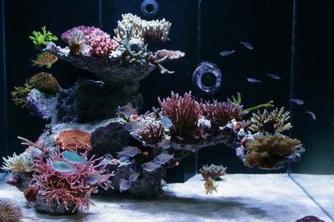 Looking for an outside perspective on your AQUASCAPE? Then you've come to the right place! Click this link and get help with your scape idea! https://www.reef2reef.com/threads/need-help-with-your-aquascape.385531/ Reef Aquascaping, Reef Tank Aquascaping, Marine Fish Tanks, Saltwater Aquarium Fish, Coral Reef Aquarium, Aquascape Design, Marine Tank, Saltwater Fish Tanks, Salt Water Fish