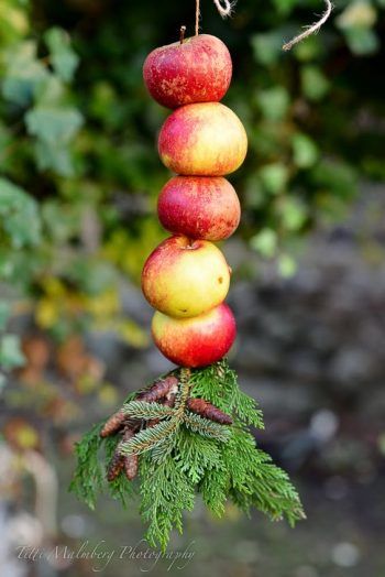 Winter Bird Feeders, Backyard Birds Feeders, Backyard Birds Sanctuary, Bird Seed Ornaments, Homemade Bird Feeders, Bird Treats, Diy Winter, Diy Bird Feeder, Birds And The Bees