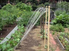 How To Grow Squash On A Trellis, Vertical Squash Gardening, Squash Trellis Ideas Diy, How To Trellis Squash, Butternut Squash Trellis Ideas, Summer Squash Trellis, Squash Plants Trellis, Squash Trellis Diy, Growing Squash On A Trellis