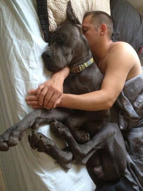 Snugglin' with my Dad...  ~ Blue Great Dane ~  MODERN DOG PHOTOGRAPHY: MEN & THEIR DOGS | Pawsh Magazine Top 10 Dog Breeds, Lap Dogs, Weimaraner, Great Dane, Big Dogs, Mans Best Friend, Animals Friends, Dog Life, Pitbull