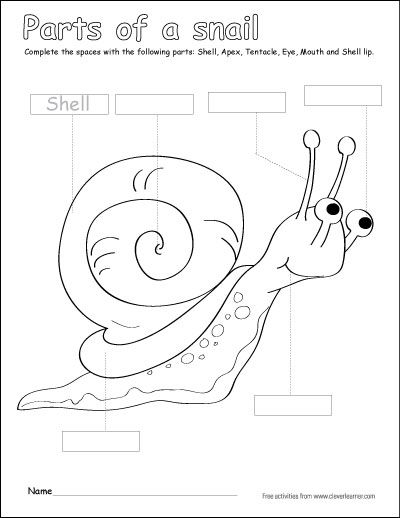 Label and color the parts of the snail activity for preschoolers http://cleverlearner.com/color-the-parts/parts-of-a-snail.html #kindergarten #preschool #worksheets Snail Theme Preschool, Snail Activities For Preschool, Snails Preschool, Snail Activity For Preschool, Snail Activities, Snail Kindergarten Art, Snail Inquiry Kindergarten, Labeling Kindergarten, Snail Facts