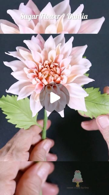 Tina Chen on Instagram: "🌸✨ Excited to share my latest creation: a stunningly realistic sugar flower dahlia! 🌸✨   Swipe to see the intricate details and vibrant colors that make this dahlia come to life. I’ve made in making each petal more beautiful and realistic. 🎨🖌️  Stay tuned for following more petals creation. Wishing you have learned from my tutorials on how to craft your own sugar flowers. 🌼🍃  #SugarFlowers #Dahlia #CakeDecorating #EdibleArt #BakingLife #SugarArt #FlowerPower" Sweet Crafts, Flower Dahlia, Sugar Paste Flowers, Sugar Flowers Tutorial, Fondant Flower Tutorial, Gumpaste Flowers, Flowers Tutorial, Cake Flowers, Fondant Flowers