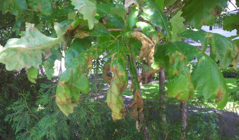 Bur Oak Blight - Bur Oak Trees and White Oak Trees — Shadywood Tree Experts and Landscaping Bur Oak Tree, White Oak Tree, Lawn Sprinklers, Oak Trees, Shade Trees, Plant Health, Oak Leaves, Oak Tree, Plant Growth