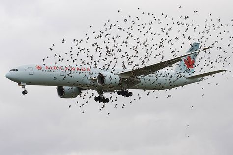 Boeing 777 300, Airplane Drone, Bird Strike, Aviation Image, Plane Photos, Aviation World, Air Canada, Boeing 777, Civil Aviation