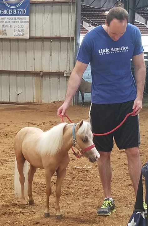 Tiny horses are big stars in Ardmore ⋆ Little America Miniature Horses Miniature Horse Foal, Miniature Horses For Sale, Tiny Horses, Miniature Horses, Horse Harness, Pull Cart, Mini Horse, Miniature Horse, Horses For Sale