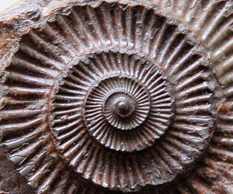 Spirals In Nature, Geometry In Nature, Golden Spiral, Fibonacci Spiral, Natural Structures, Ammonite Fossil, Natural Forms, Patterns In Nature, Nature Design