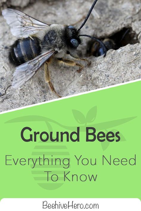 Click the pin to read our huge, detailed guide explaining everything you'll ever need to know about ground bees, including their visual appearance, common traits, and behavioral patterns. Tawny Mining Bee, Ground Bees, Behavioral Patterns, Sweat Bees, Bee Conservation, Bee Friendly Plants, Big Bee, Solitary Bees, Bee Colony