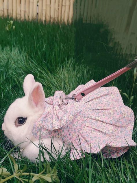 Free Returns ✓ Free Shipping On Orders $49+ ✓. 2pcs Floral Print Rabbit Leash & Dress Set- Pet Collars, Leashes & Harnesses Sets at SHEIN. Bunny Accessories Pet, Rabbit Clothes, Rabbit Dress, Pet Ferret, Animal Supplies, Small Animal Cage, Pet Cleaning, Pet Bunny, Cat Bag