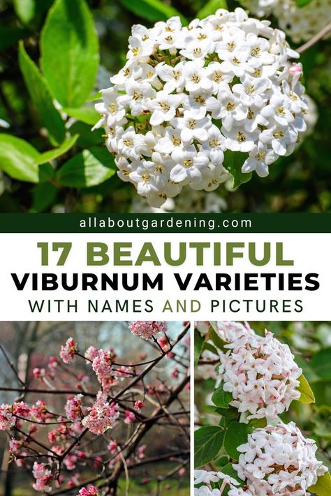 Looking for a viburnum shrub to grow this season, but aren't sure where to start? Here we will take a look at some of the most popular viburnum varieties! Come check it out! Viburnum Shrub, Popcorn Plant, Flower Planting Guide, Viburnum Opulus, Greenhouse Growing, Light Pink Flowers, Flowering Shrubs, Planting Bulbs, Types Of Flowers